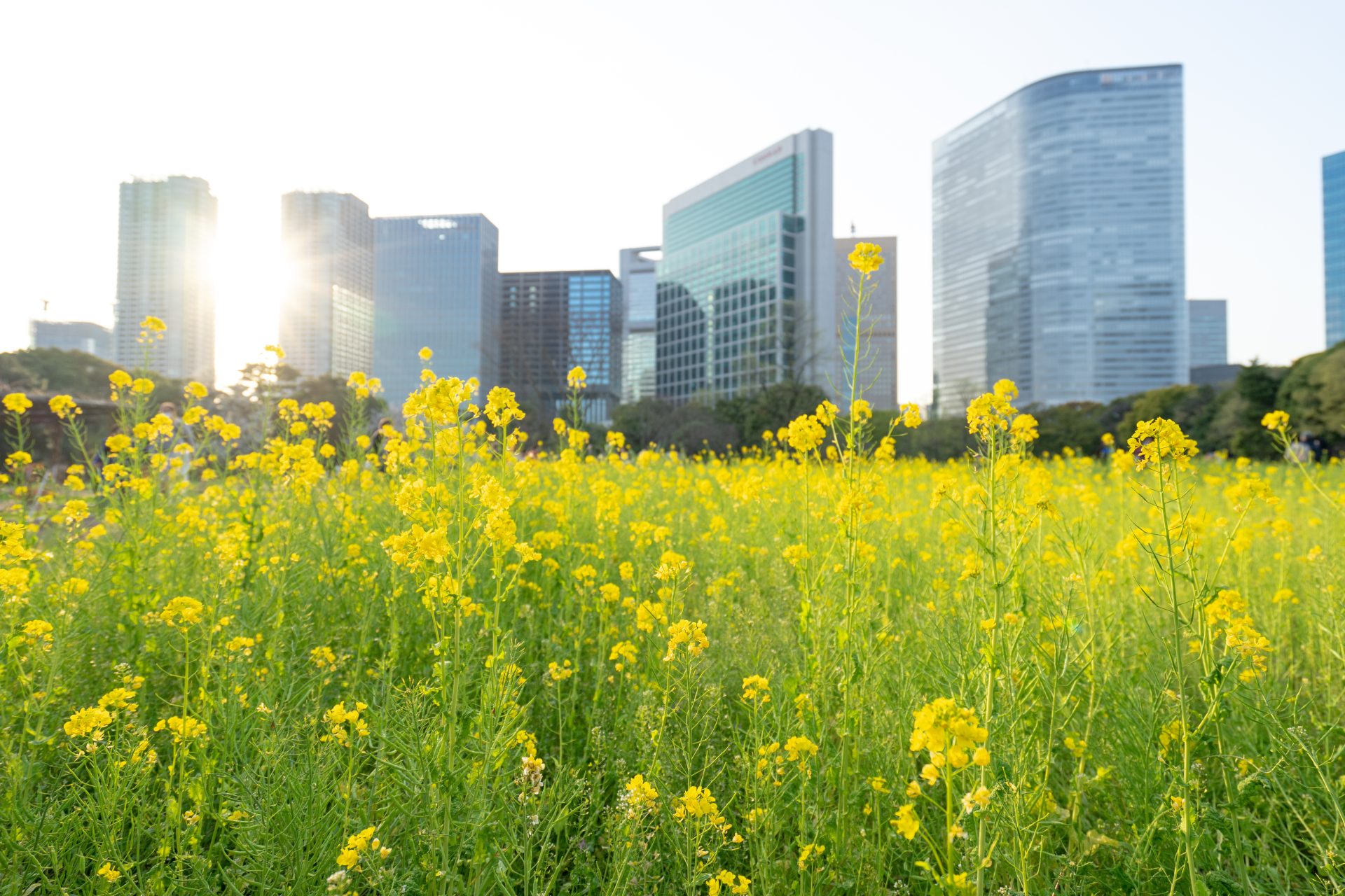 市街化調整区域の土地は売れる?活用できる?許可条件と成功事例を解説